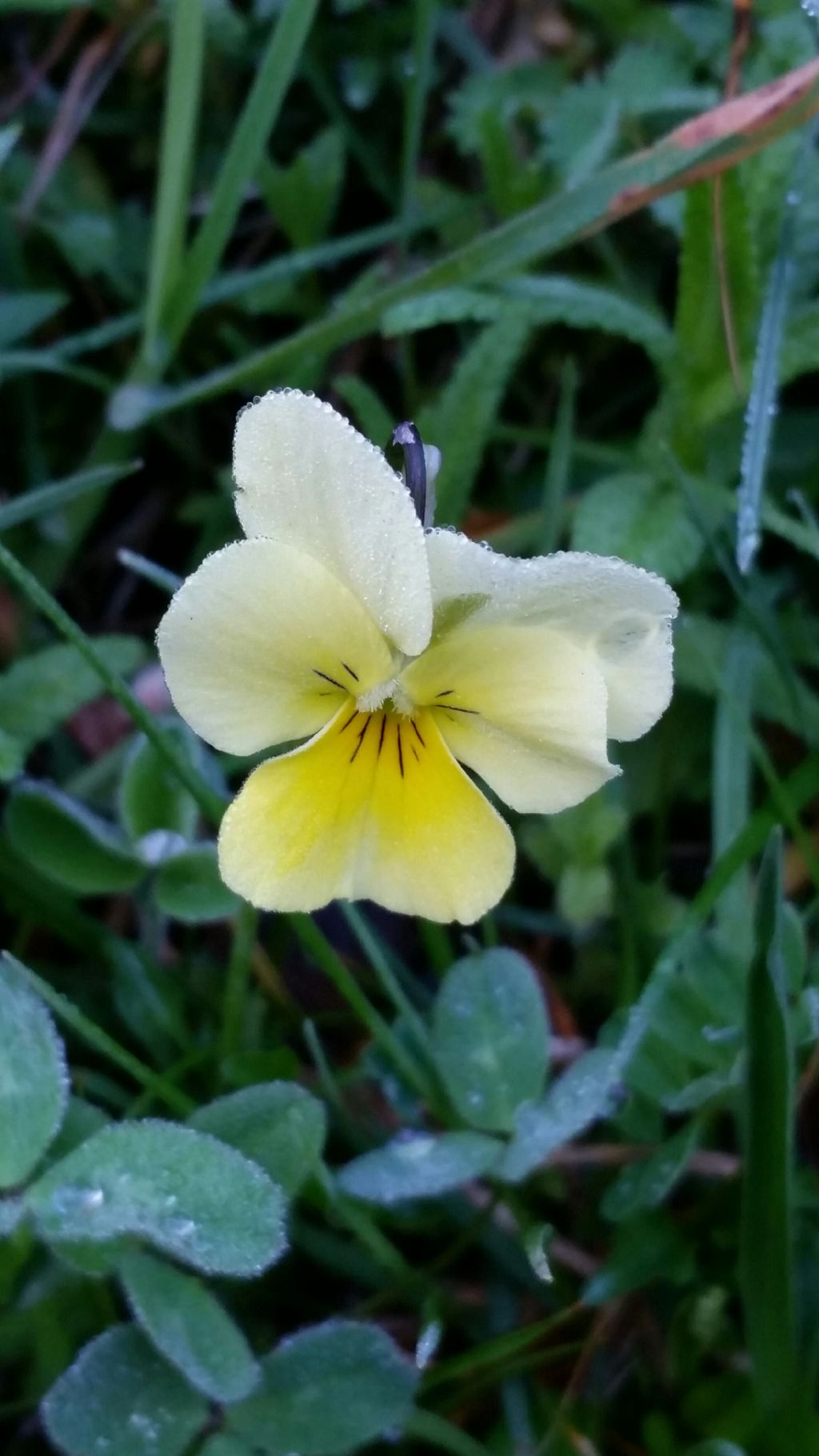 Viola tricolor